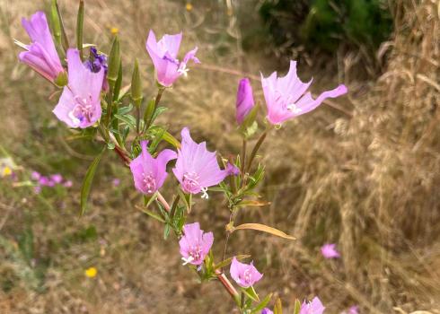 Leaf cutter bees have snipped multiple disc-sized pieces from these pink Clarkia aomena flowers