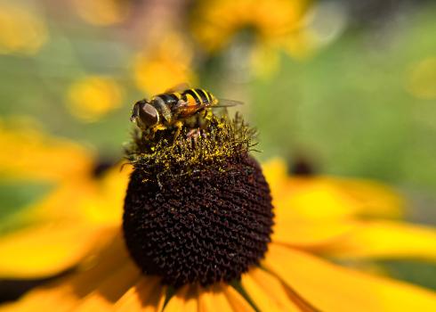 A photo of a flower fly, looking quite like a bee itself, pollinating a Black-Eyed Susan flower.