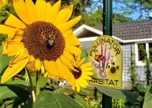 A bumble bee visiting a sunflower, in a suburban yard, with a Pollinator Habitat sign in the background.
