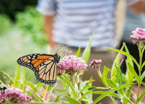 A monarch butterfly nectars on milkweed in the foreground, with a person in the background.  ( Lance Cheung / USDA CC0).