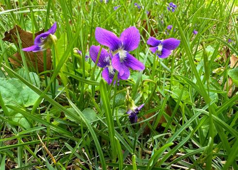 Violets blooming in yard