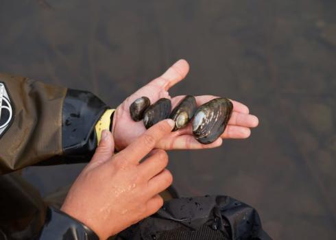 A scientist holding four freshwater mussels