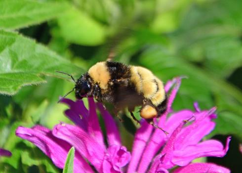 A black and yellow bumble bee on a bright pink flower