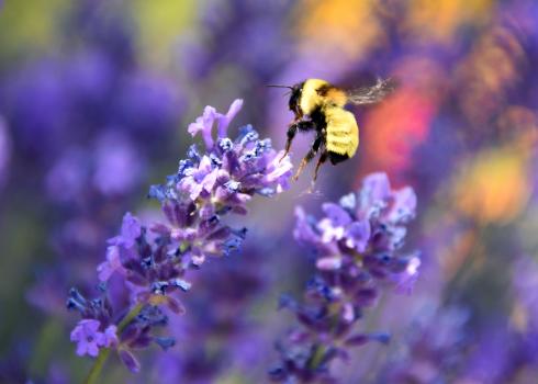 A fuzzy, primarily yellow, bee flies towards a purple sprig of flowers. The bee and the flowers are in sharp focus. The background, made up of purples and reds, is blurred.