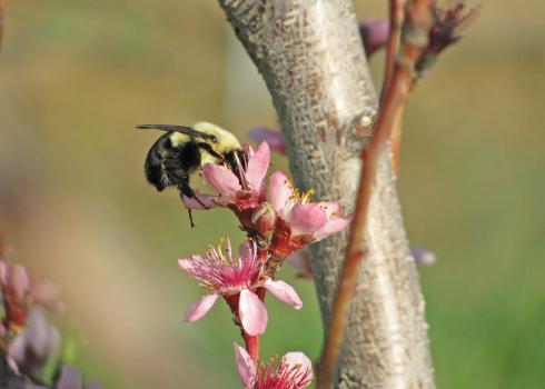 The black hairs that cover the rear segments of this yellow-and-black bumble bee shine in the sunshine as it forages on a pink flower