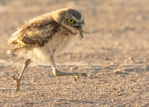 A young burrowing owl runs across the ground with a green grasshopper in its bill. The owls feathers are fuffy. They are brown on its back and top of heard and white on its belly and chest. Its face is brown with horizontal stripes of white across its chin and forehead and it has striking yellow eyes that have a black center.