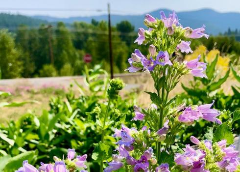 Penstemon flowers at the Hood River NRCS field office demonstration garden ( Emily Huth/ NRCS).