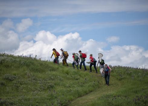 Young Nebraska Ecologists group climbs a hill in Gjerloff Prairie for Bumble Bee Atlas Surveys (c. Britton Bailey)