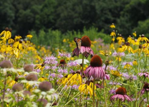 A monarch butterfly drinks nectar from a purple coneflower in the middle of a field of wildflowers. The monarch is orange-brown with black markings. The coneflowers have a reddish-brown raised dome in the center that is surrounded by drooping purple petals. The other flowers in the meadow are yellow and pink, and beyond is wall of green trees that forms the edge of a woodland.