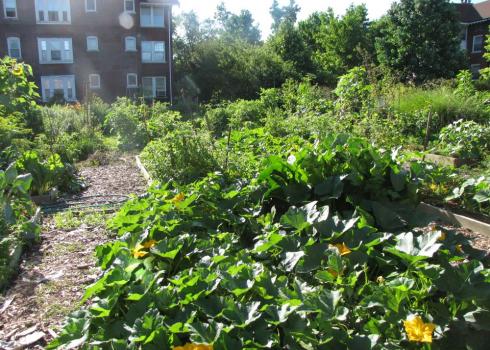 Community garden in Omaha NE. Squash flowers in front of an apartment complex. Photo: Jennifer Hopwood, Xerces Society