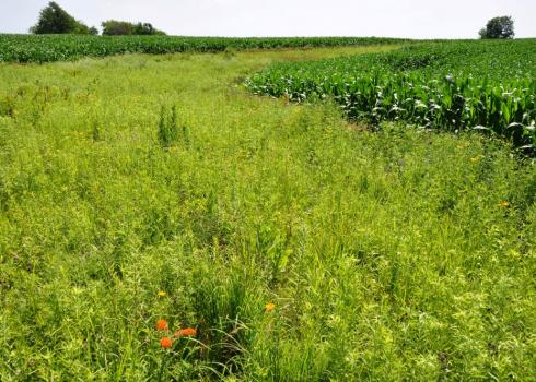 Catchment habitat designed to capture nutrient and sediment runoff, like this flowering prairie strip at Neal Smith Wildlife Refuge in Iowa, may be more ubiquitously contaminated with pesticides used in nearby crop fields than other types of habitat in agricultural landscapes. (Photo: Lynn Betts, NRCS/SWCS, Flickr)
