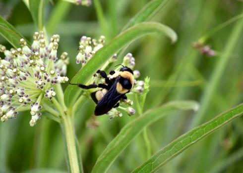 Endangered southern plains bumble bee on milkweed blooms
