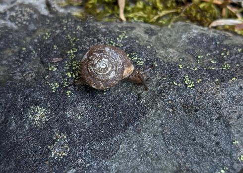 A hesperian snail from a site near Grizzly Creek