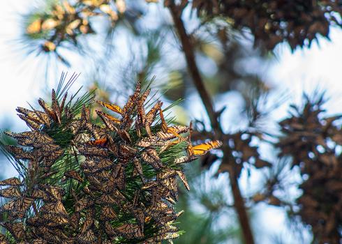 Monarchs cluster together on a branch