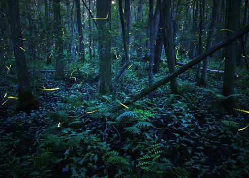 Fireflies flashing at night 