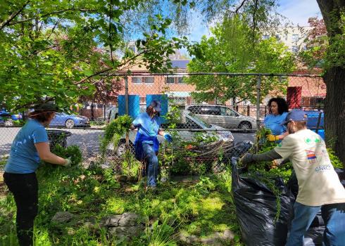 Volunteers weeding in a People's Garden in the Bronx