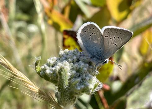 male coastal greenish blue butterfly
