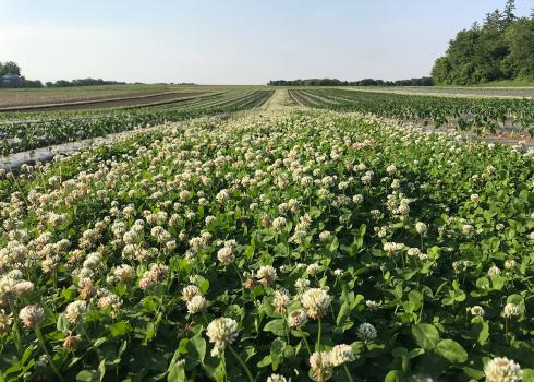 white clover as cover crop