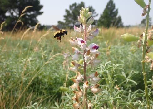 Bumble bee approaching flower