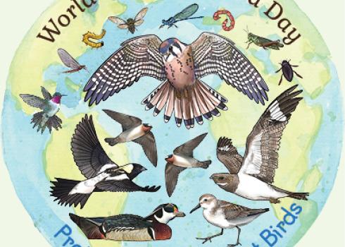 "World Migratory Bird Day. Protect Insects, Protect Birds" Illustrations of many different birds and insects