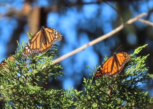 A male and female monarch rest on a branch in the sun in Santa Cruz (c. Diana Magor)