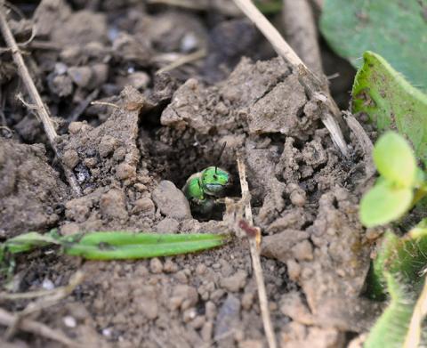 Green bee popping up from hole in soil