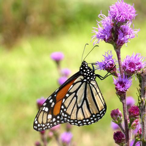 Eastern monarch on flower