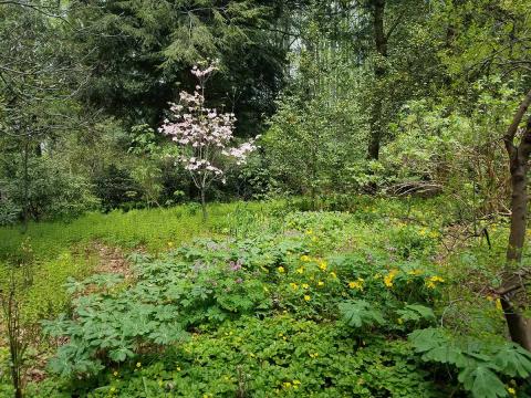 Spring flowers blooming on the forest floor in an open patch where sunlight can get through 