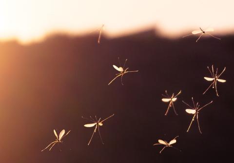 Group of mosquitoes flying at sunset