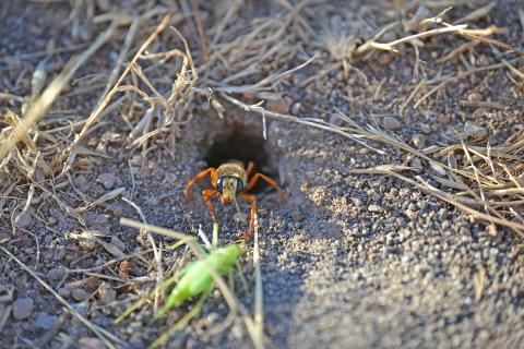 Wasp exiting a nest hole in the ground