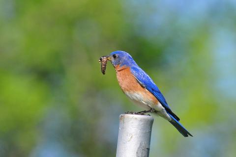Bluebird eating a caterpillar while perched on a metal post