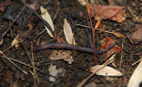 Native earthworm atop soil and leaf litter