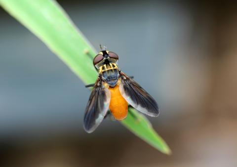 Yellow and black Tachinid fly (Trichopoda pennipes) sits on a blade of grass