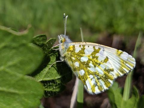 Large marble butterfly (with green and white marble-patterned wings) perched on a leaf