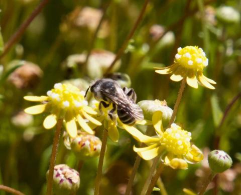 A bee gathering pollen and nectar from a flower 