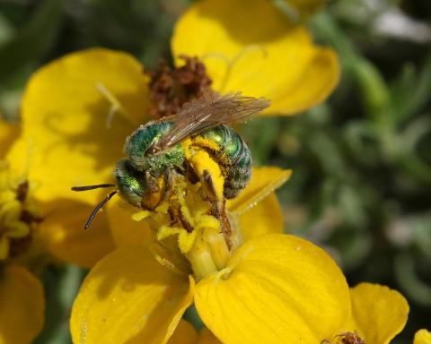 Agaspostemon bee on Zinnia grandiflora flower 