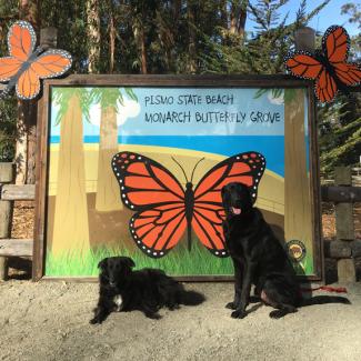pismo beach monarch grove