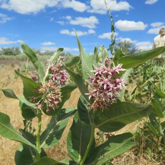 asclepias speciosa