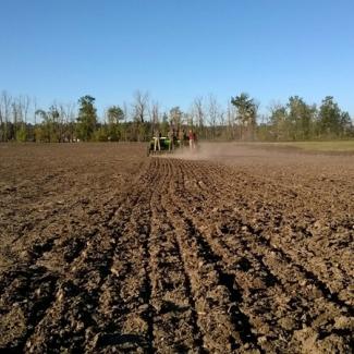 govenrment island seeding