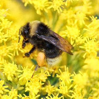 bombus occidentalis