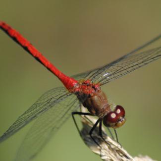 ruby meadowhawk
