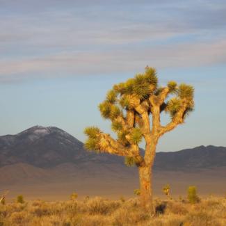 joshua tree
