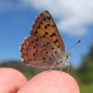 mariposa skipper
