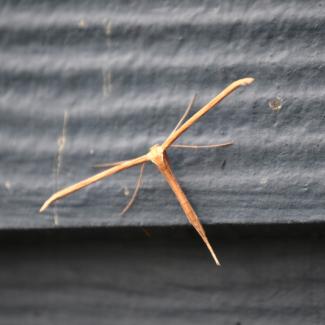 plume moth