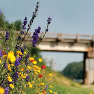 roadside flowers