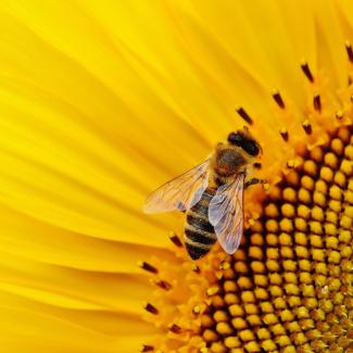 bee on sunflower