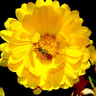 agapostemon on flower