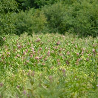 field of milkweed
