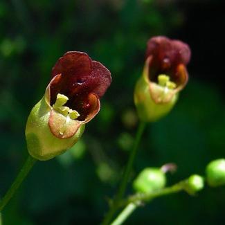 scrophularia marilandica
