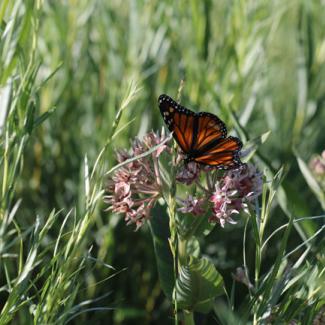 A lone monarch in shadow perches atop fluffy, pink blossoms.